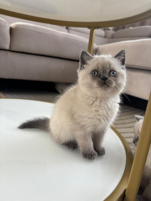 Śliczna kotka brytyjska colourpoint NIEBIESKIE OCZKA- FPL