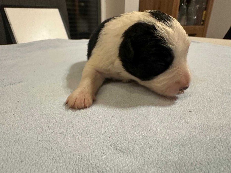 Suczka Bordel Collie Biało Czarna