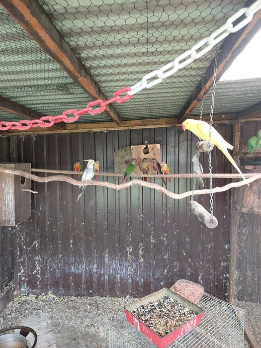 Papugi faliste ,zeberki