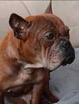 LUCKY do adopcji