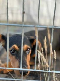 NORKA wraz z rodzeństwem mieszkała na polu, teraz szuka domu