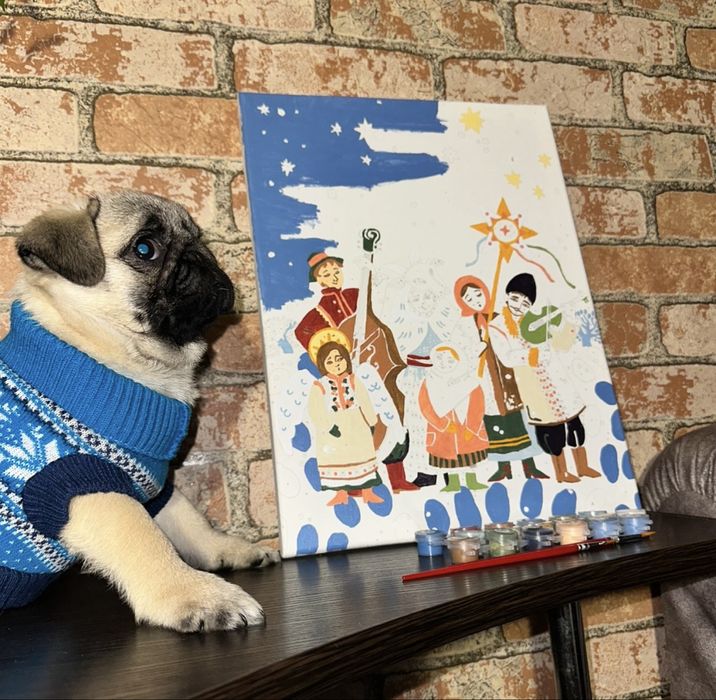 Дівчинка мопс 2.5 місяці