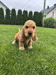 Cocker spaniel angielski do odbioru
