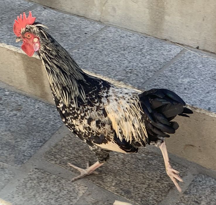 Galo da india
