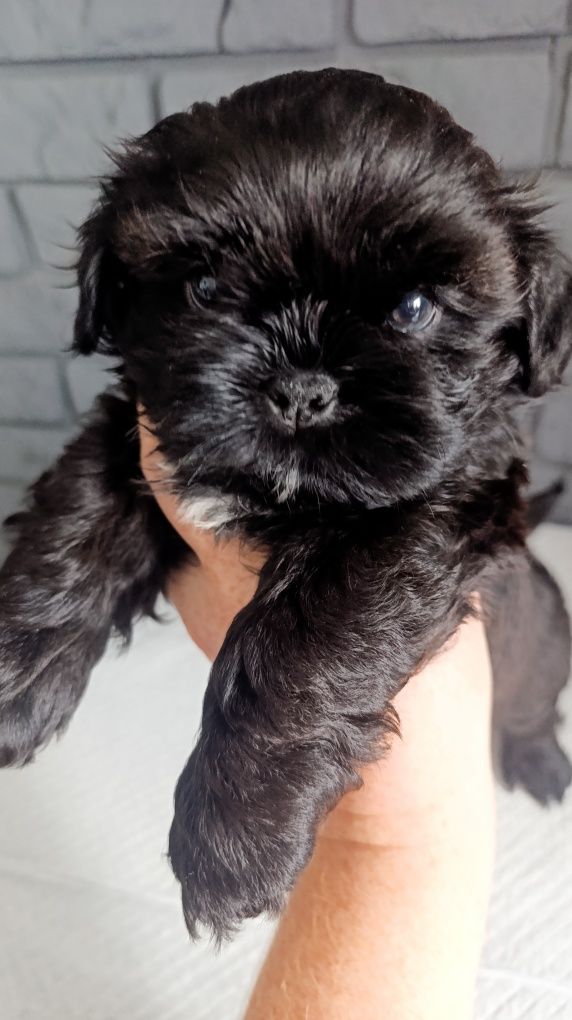 Śliczny shih tzu piesio.Juz do odbioru.