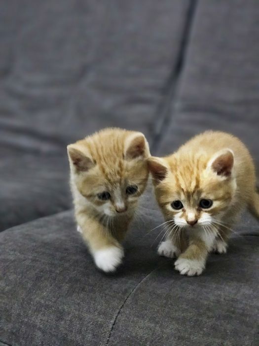 Кошенята Віддам в хороші руки Безкоштовно