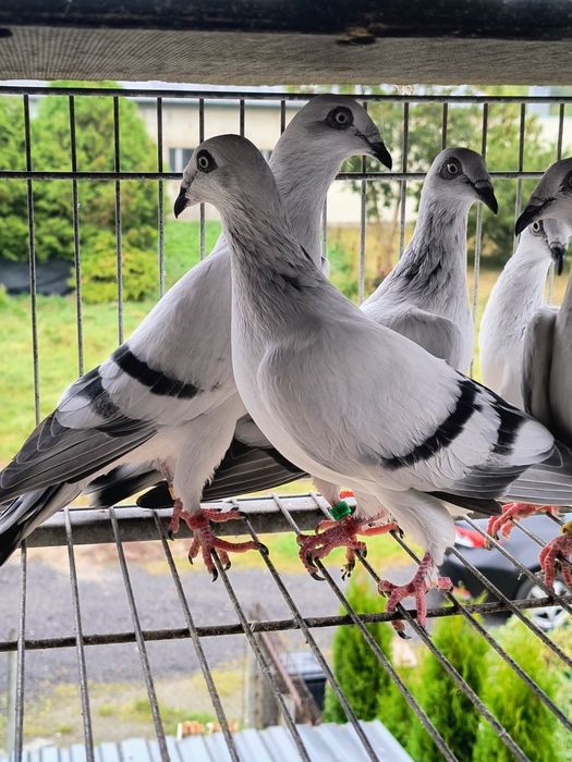 Żałobne łomżyńskie