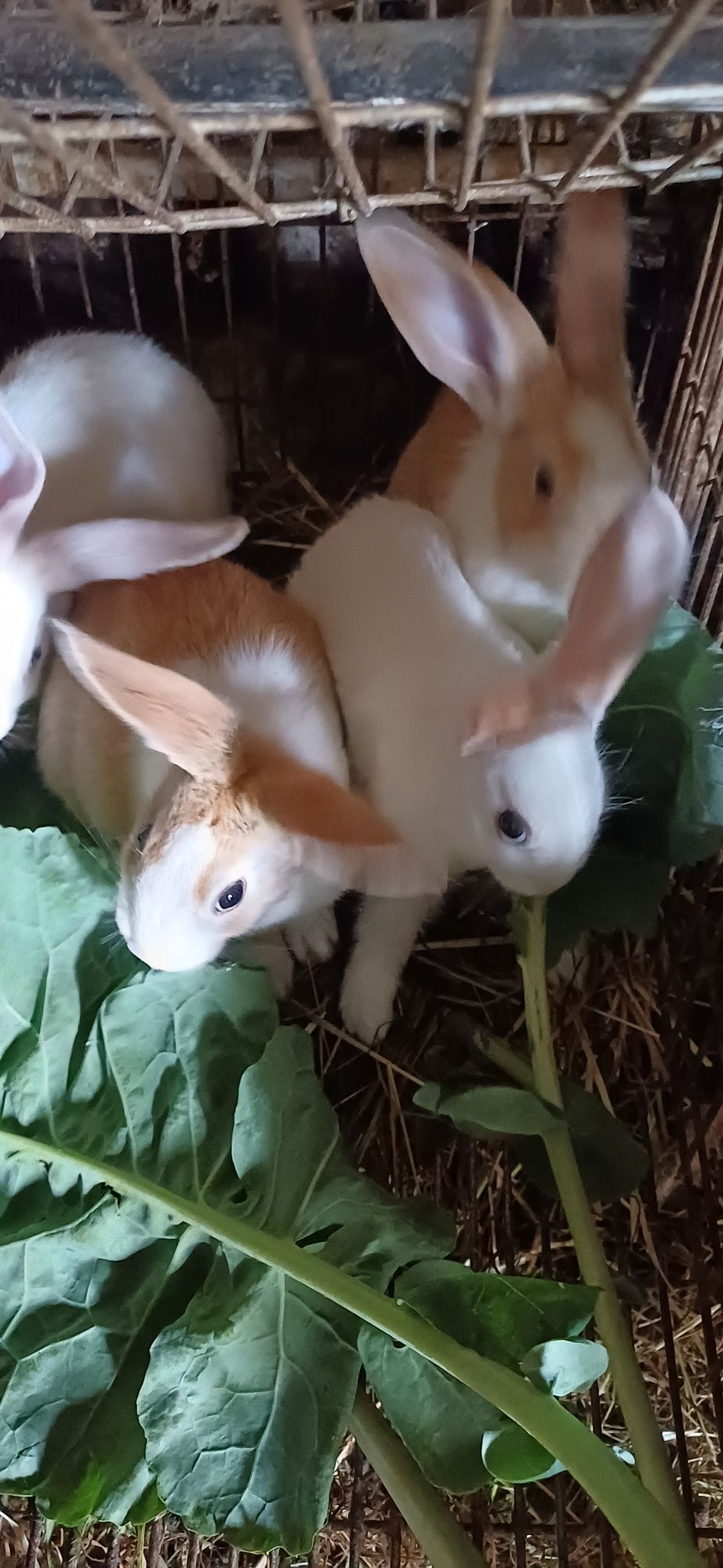 Coelhos saudáveis