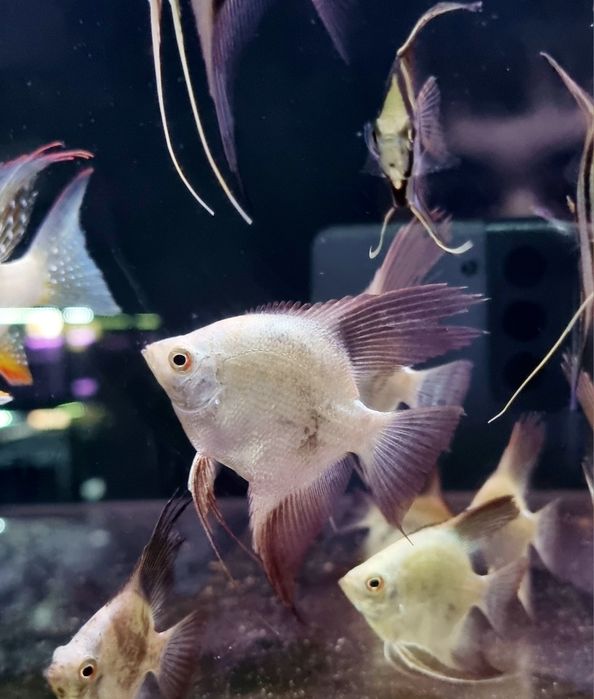 Skalar bulgarian green