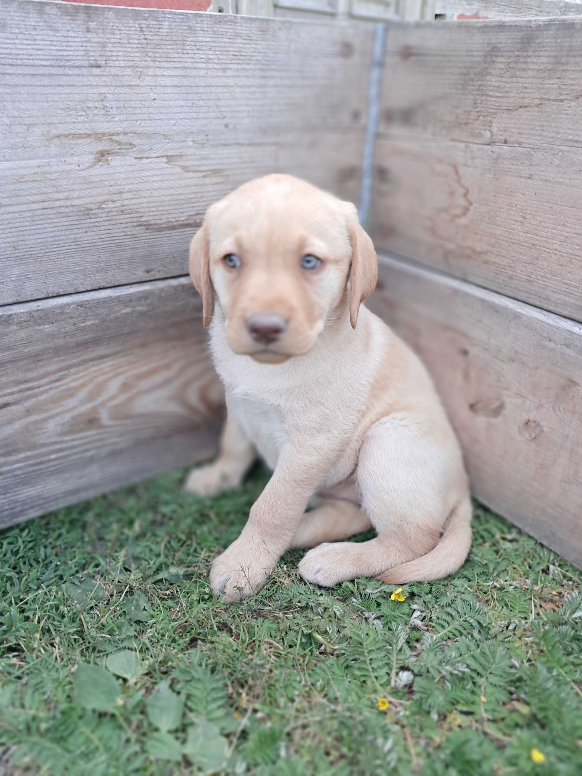 Sprzedam Labrador Retriever