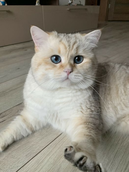 Продам шотландських котят