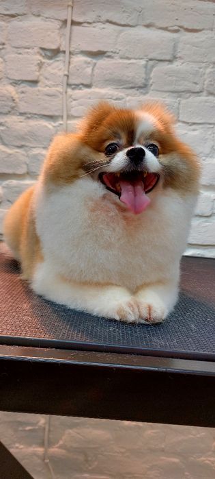 Грумінг Ваших улюбленців