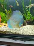 Paletki\ dyskowce Blue Diamont 5szt.