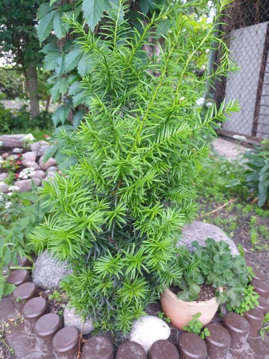 Piękny " Cis ". Sadzonka.