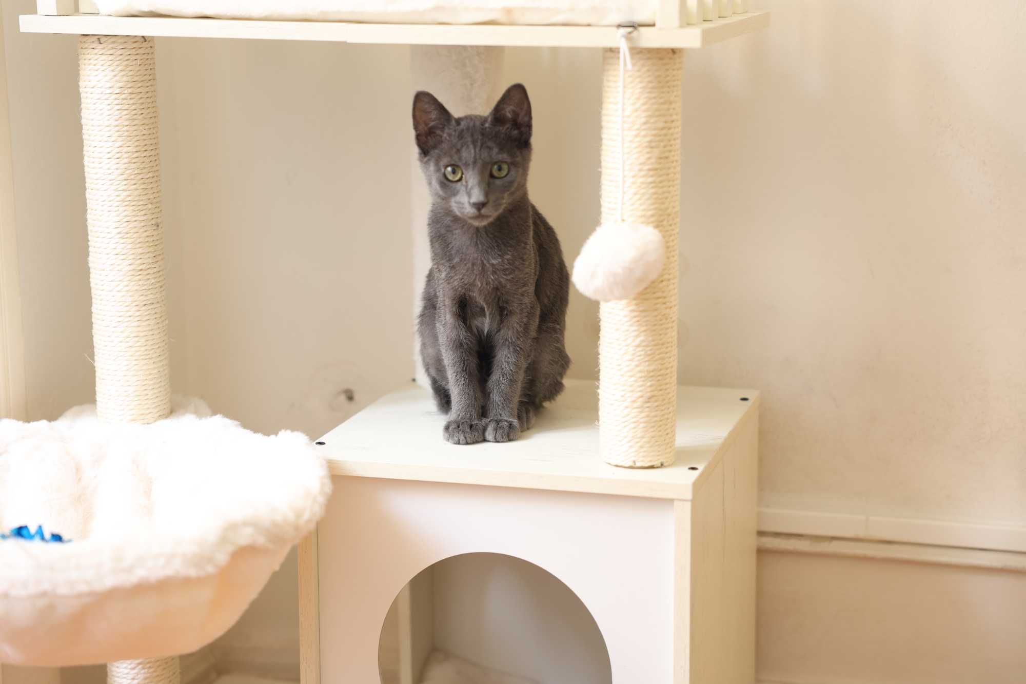 Gatinha com 3,5 meses para adopção responsável