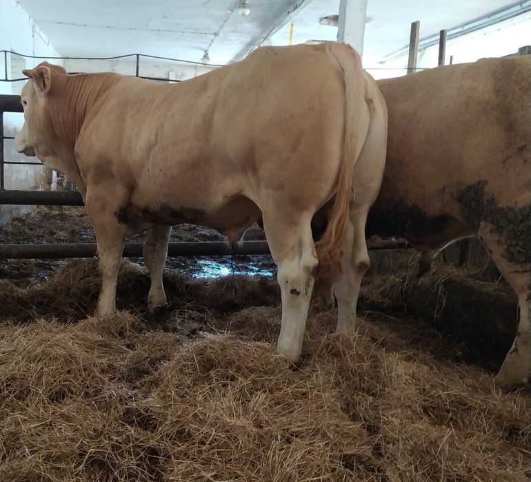 Byki mięsne Blonde d Aquitaine 100 % rasy Pod oceną