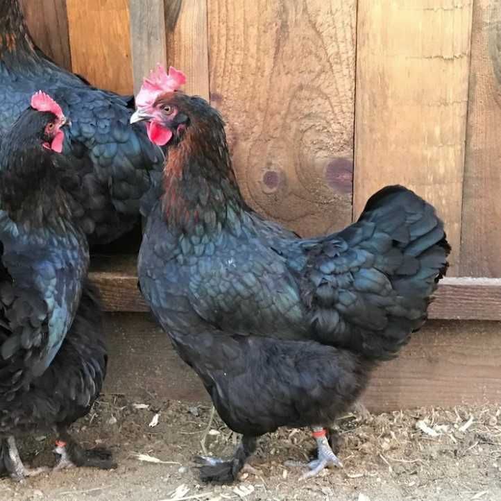 Najwyższej jakości świeże 100% jaja lęgowe Marans - Dark shell Wysyłka