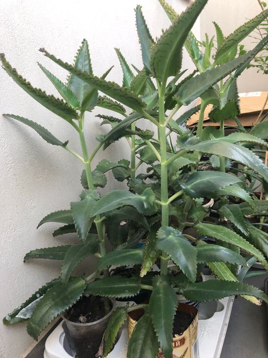 Каланхоэ лечебный