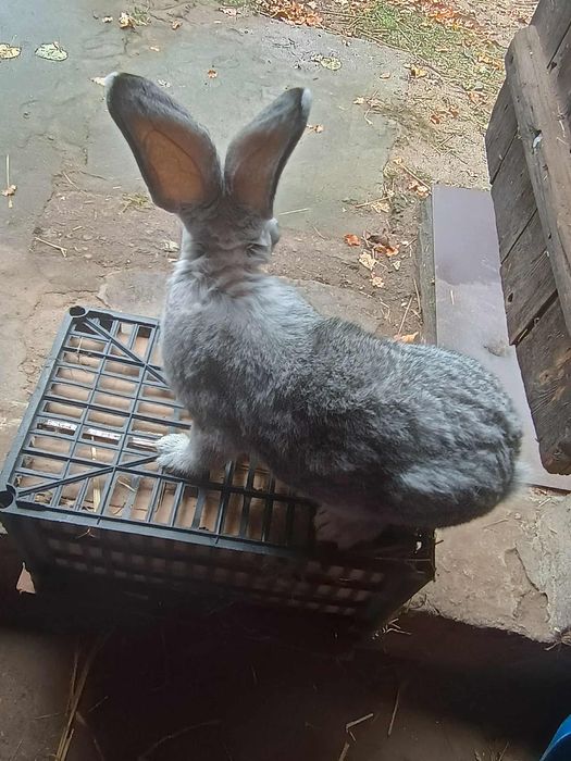 Króliki olbrzym belgijski