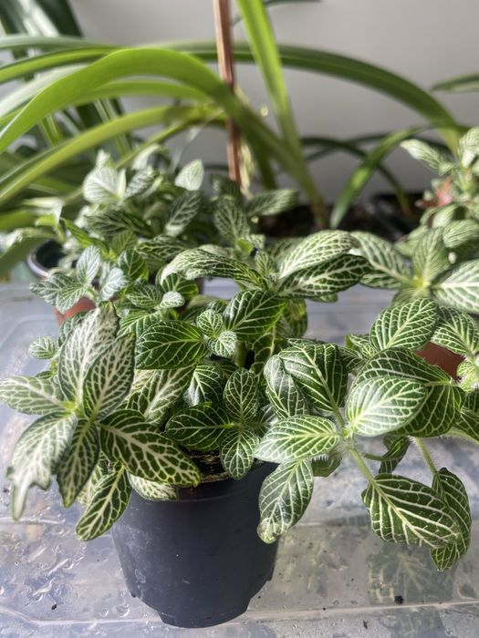 Фітонія фіттонія фитония