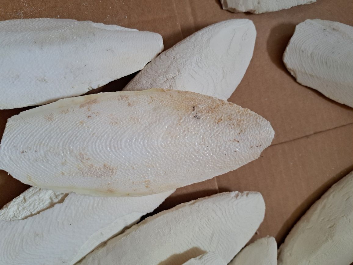 SEPIA NATURALNA 15-18cm ,4zł/szt, 80zł za 20szt papuga,ślimak,żółw