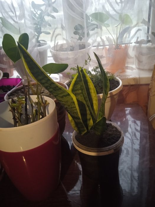 Сансев'єрія.Продам.