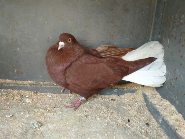 Продам миколаївські червоні голуби