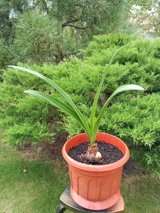 лекарственное растение индийский лук - птицемлечник и Гипераструм