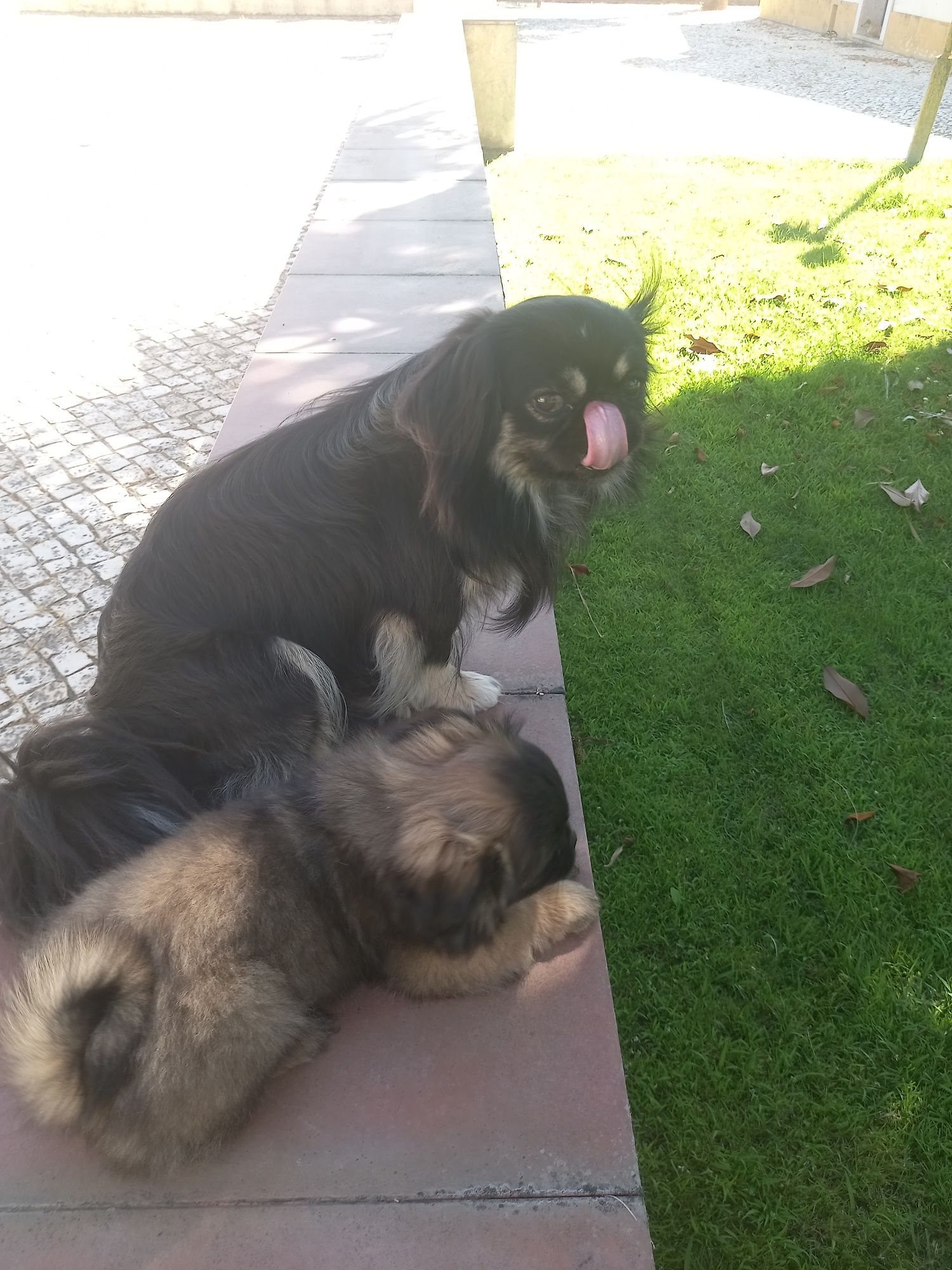 Menino  pequinês