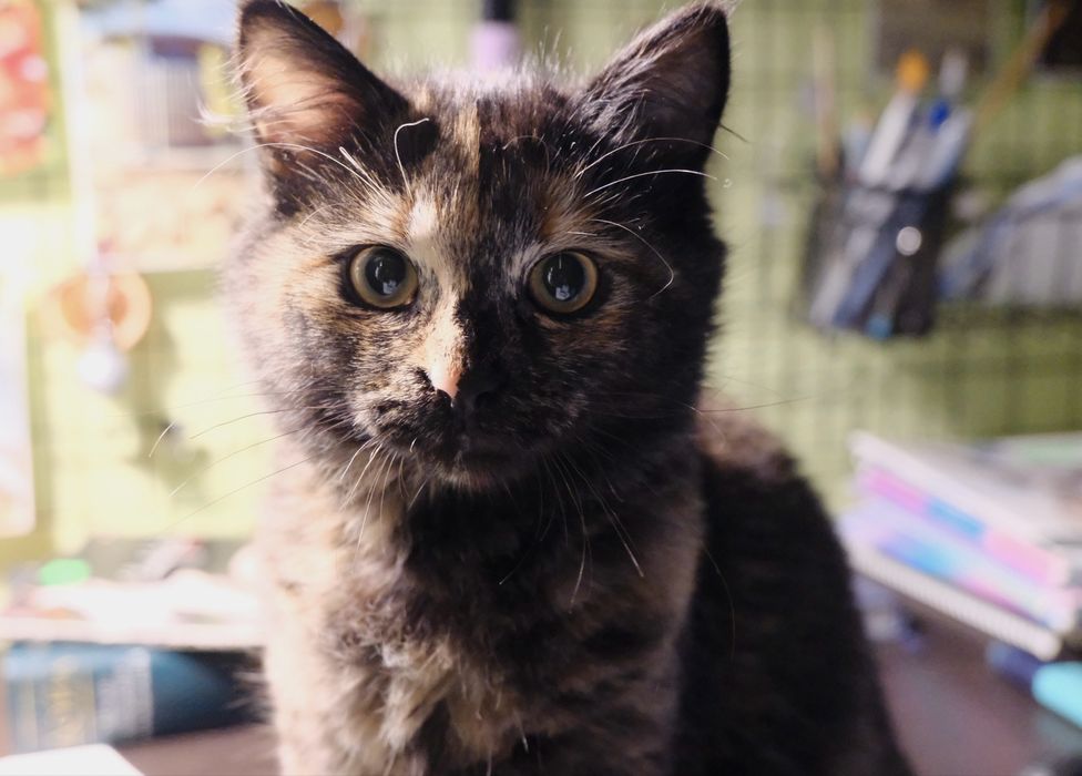 Энергичный котенок ищет дом (девочка)