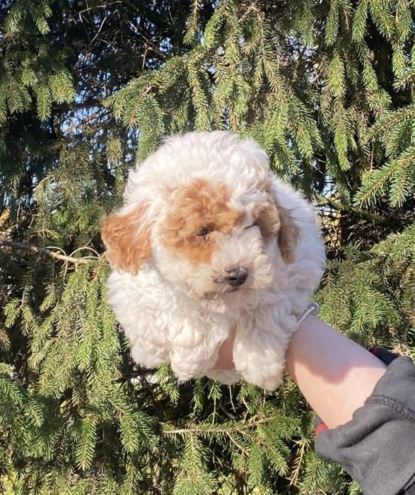 Sunia pudel toy/miniaturka  biało-ruda!!!