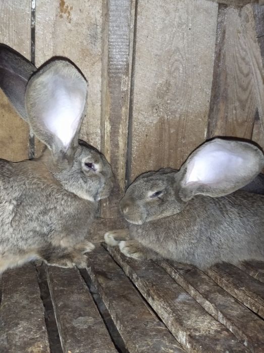 Кролі бельгійський велетень фландр