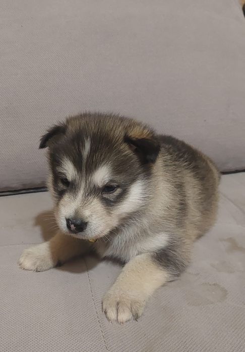 Sprzedam suczke Alaskan Malamute