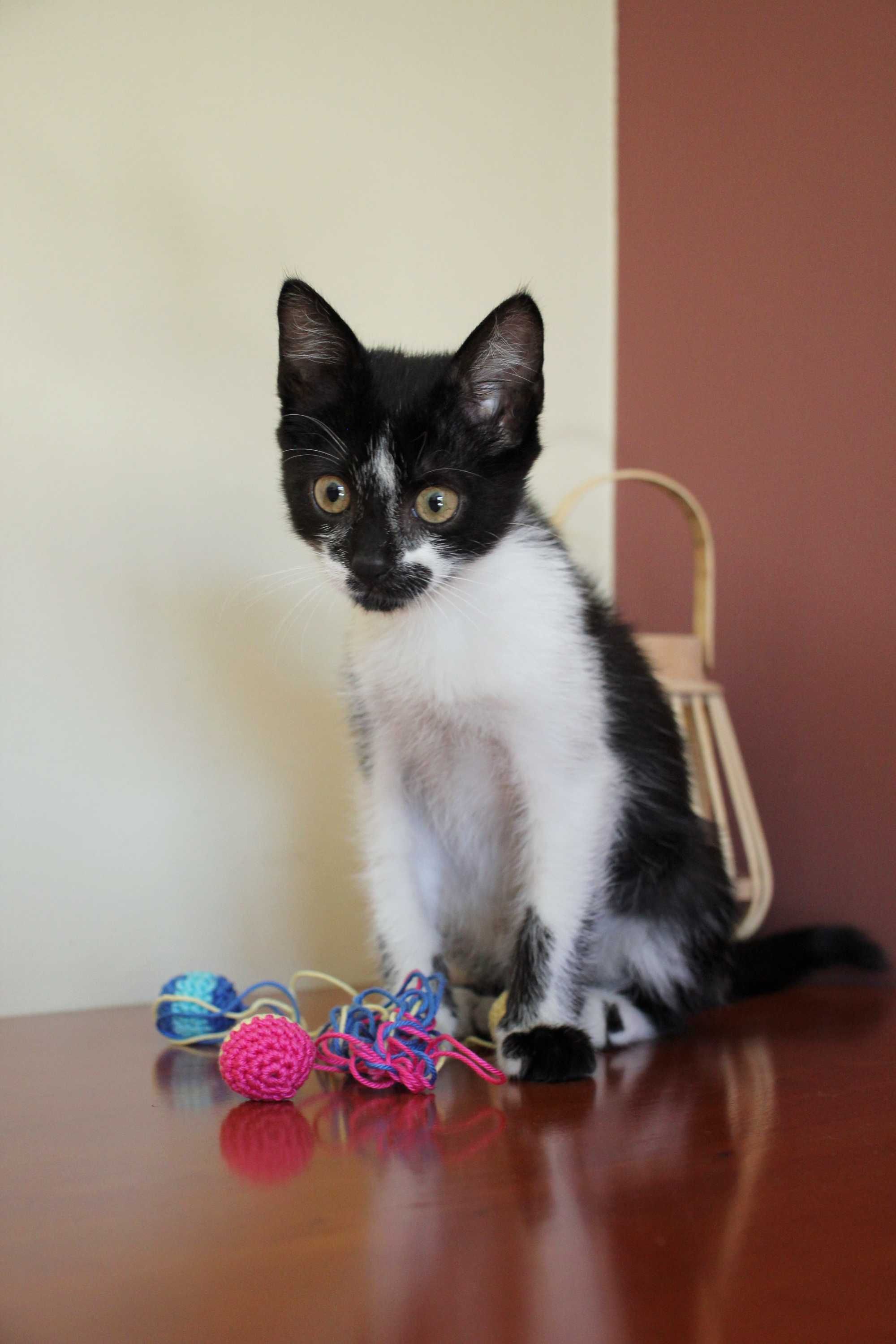 MACHO | Gatinho disponível para adoção responsável