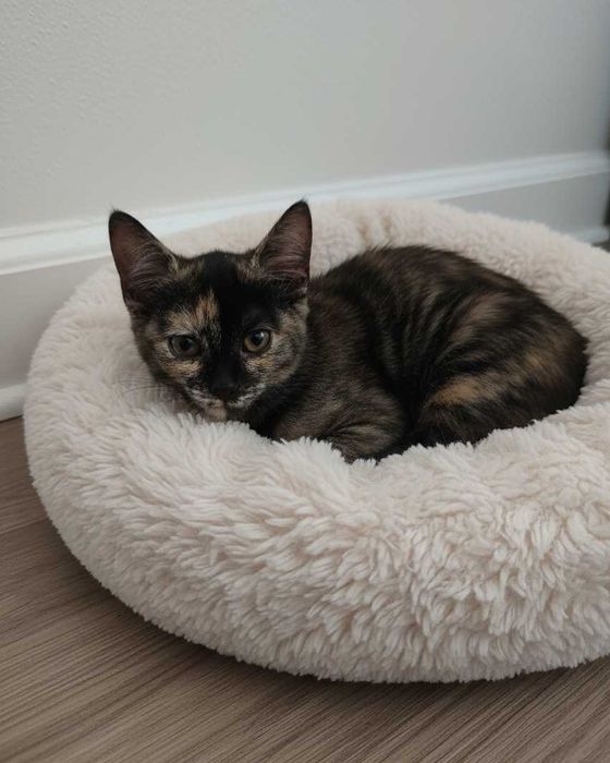 Setúbal / Margem Sul / Lisboa — LALA, gatinha para adoção