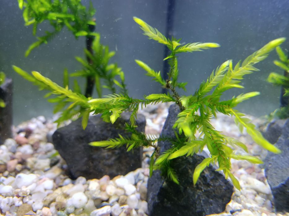 Różne skałki z roslinami - 15 sztuk + pistia