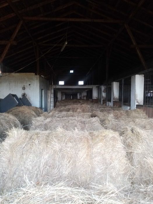 Siano 2024 1 pokos bele 120