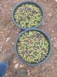 Azeitona conserva