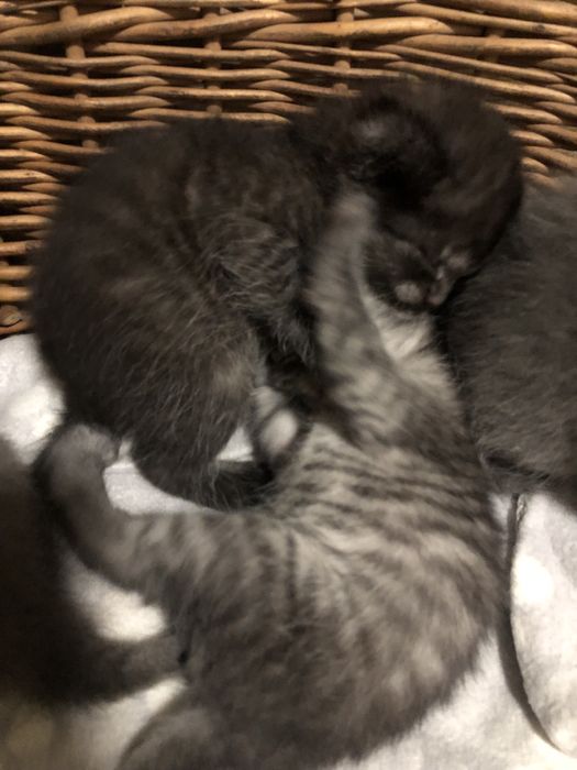 Котики висловухі