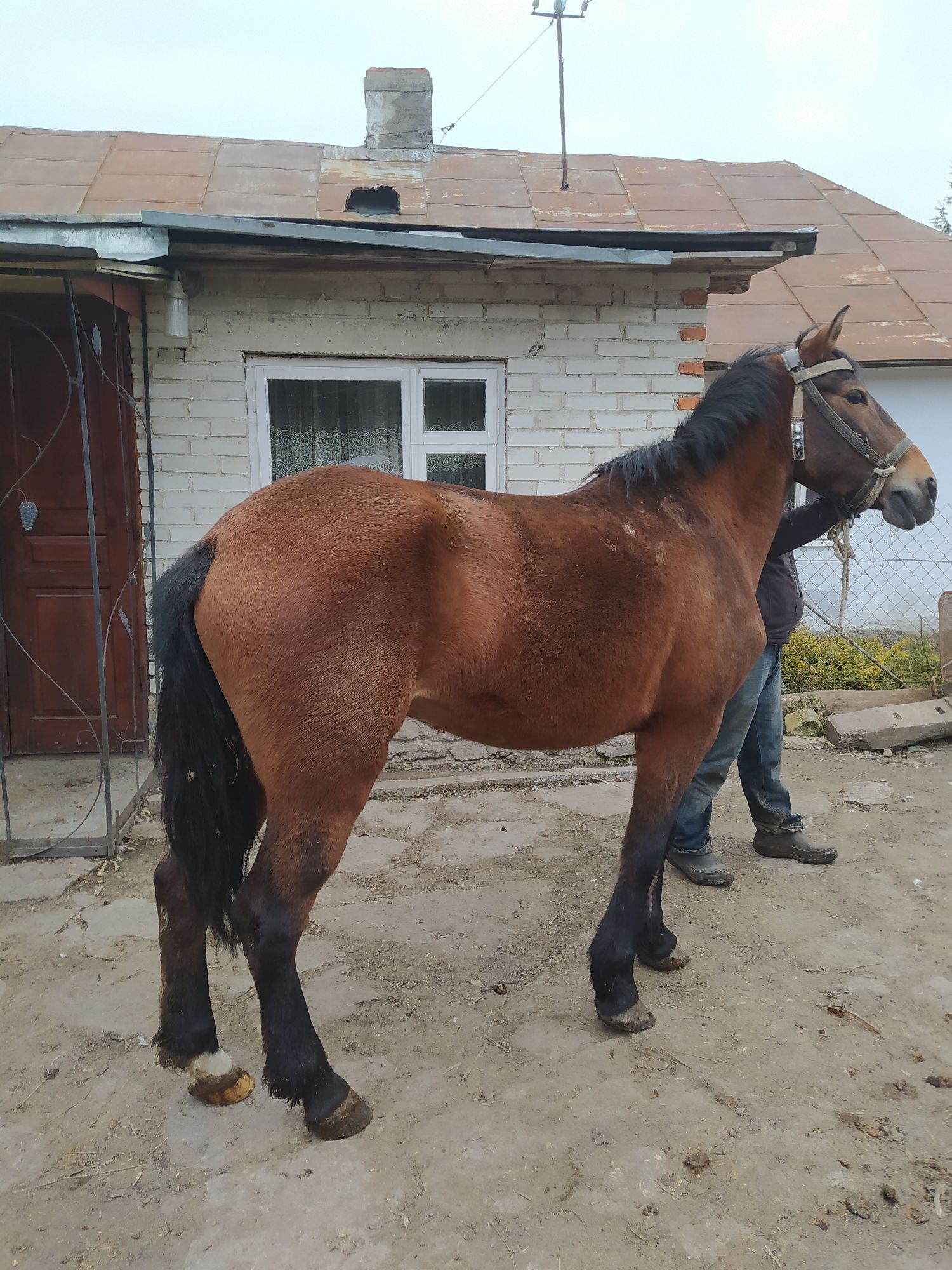 Продаєтся кобилу 8 років ціна договірна