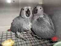 Papagaios cinzentos