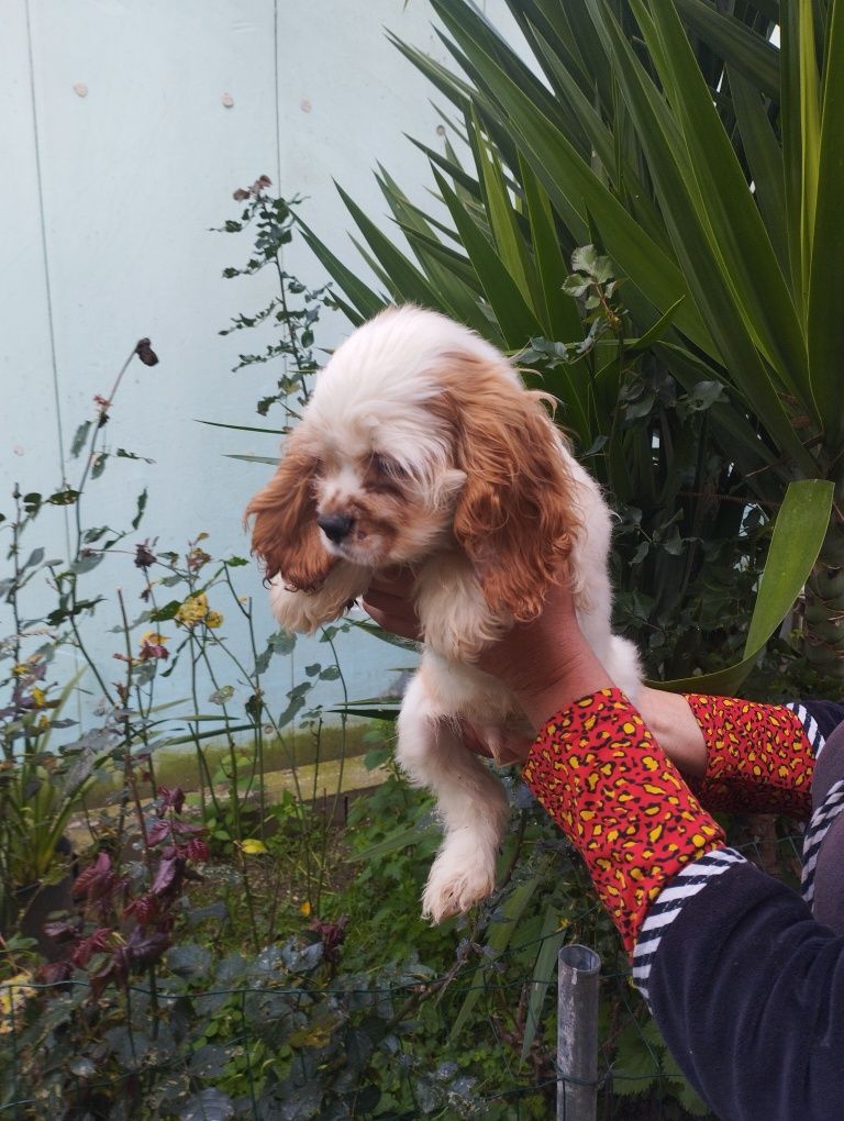 Super Cocker Spaniel