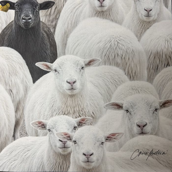 Criss Bellini 70x50 “the black sheep”