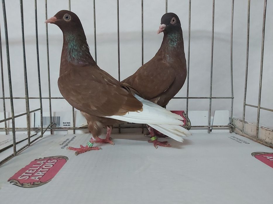 Gołębie Wyszfance Kończate