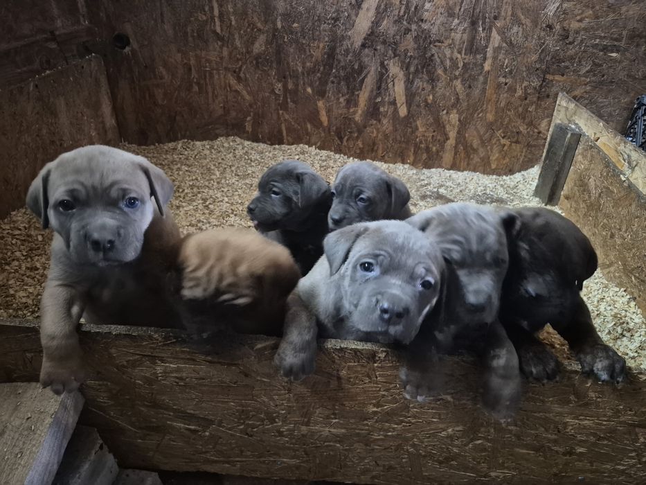 Продам цуценят кане корсо