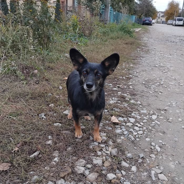Дуже потрібний дім!