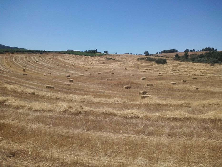 Palha sem grão, para cama ou alimentação