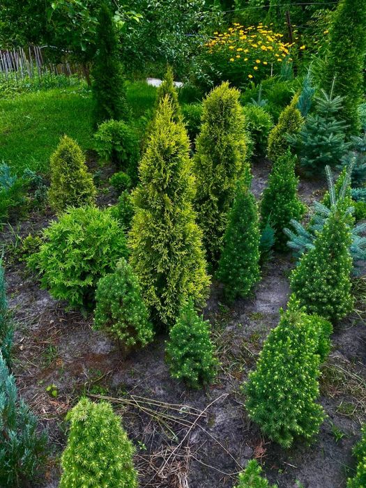 Гортензія . Хвойні рослини