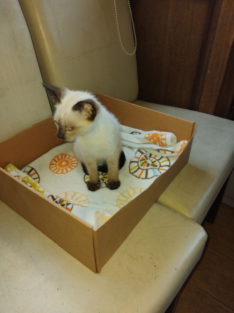 Dou gatinhos meigos e fofos