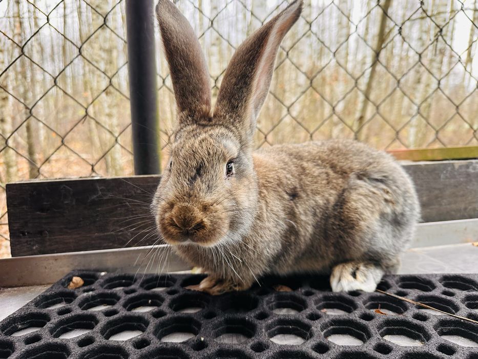 Belgijski Olbrzym Szary BOS 3 samce